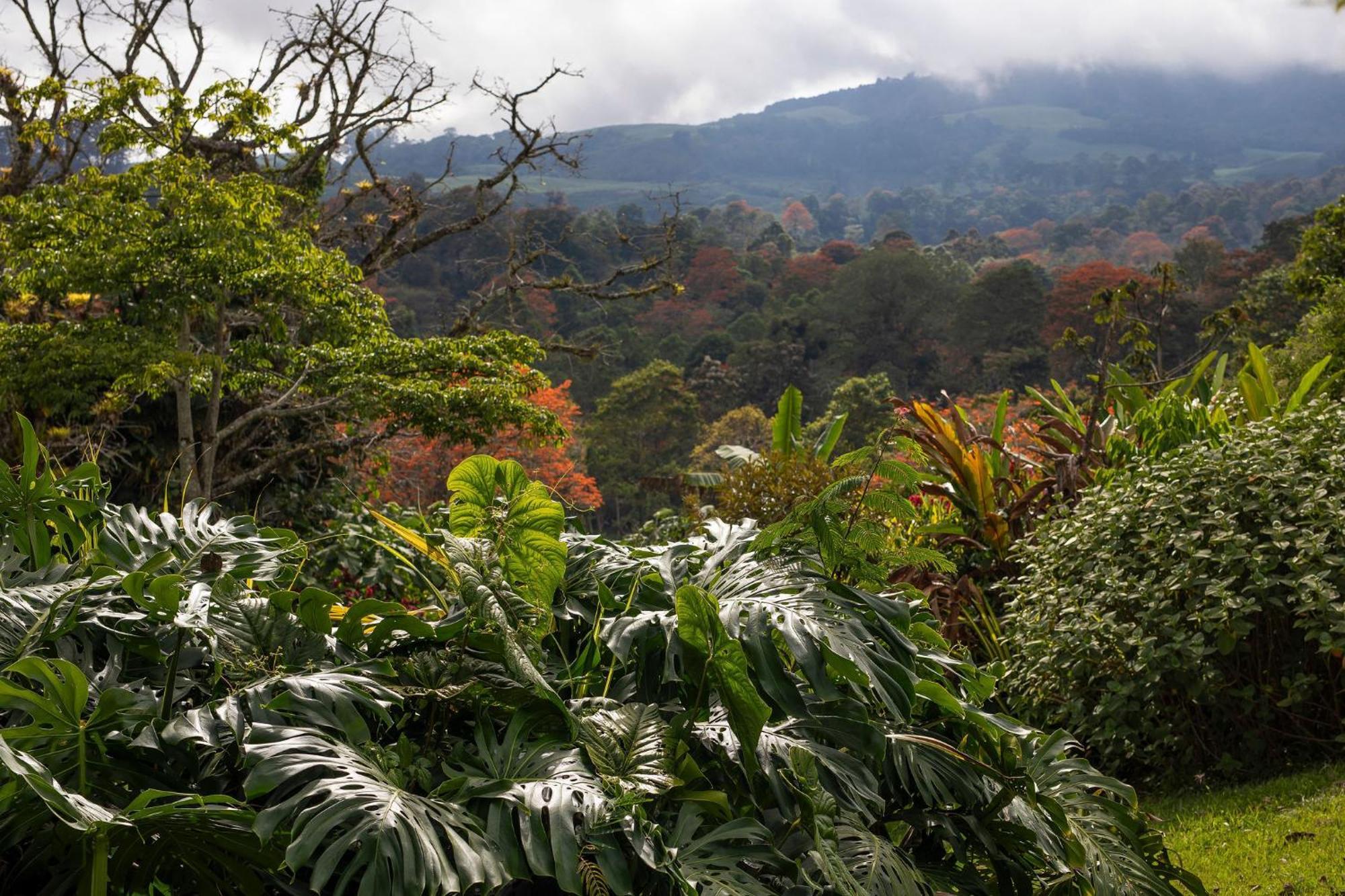 图里亚尔瓦Aquiares Coffee Farm Casa Hacienda La Esperanza住宿加早餐旅馆 外观 照片