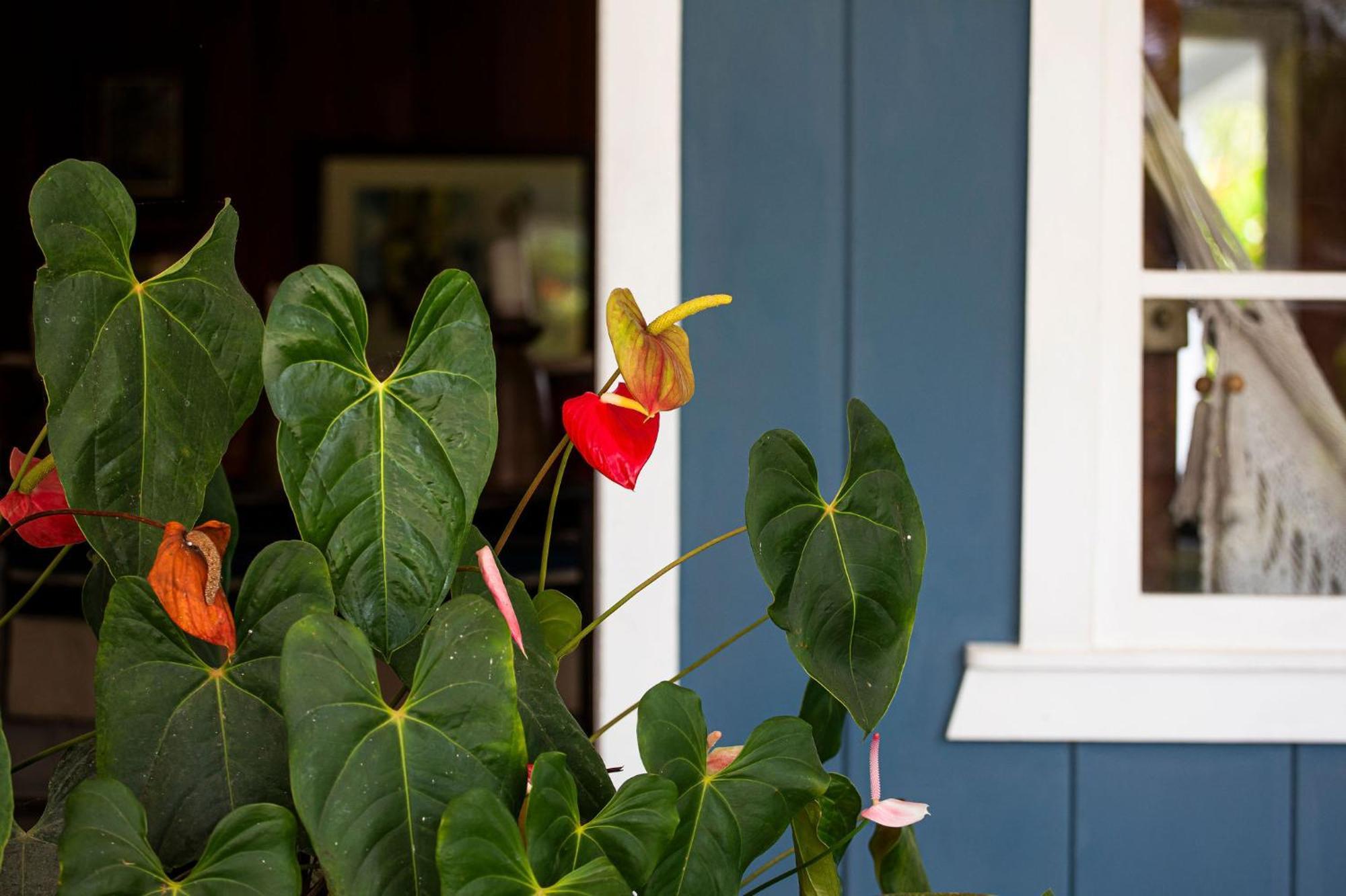 图里亚尔瓦Aquiares Coffee Farm Casa Hacienda La Esperanza住宿加早餐旅馆 外观 照片